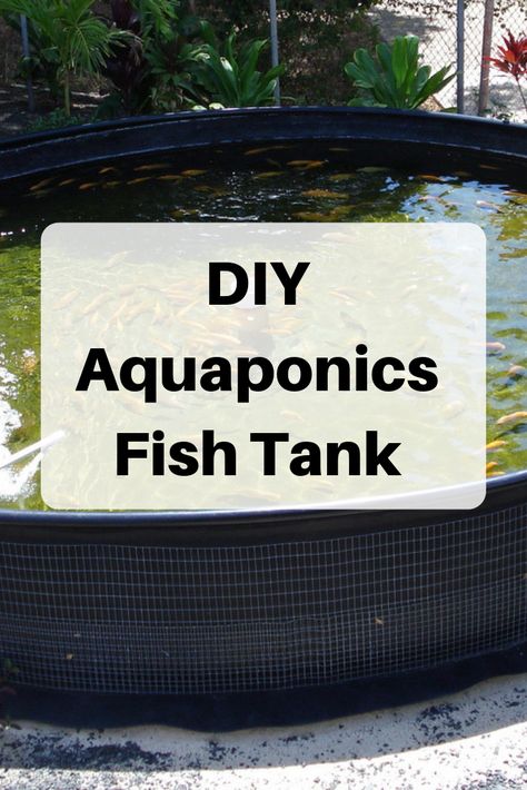 Diy Aquaponics Fish Tank, Aquaponics Fish Tank, Hydroponic Fish Tank, Fish Tank Aquaponics, Best Fish For Aquaponics, Catfish Farming, Diy Aquaponics, Aquaponics Aquarium, Aquaponics Greenhouse