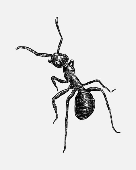 hand drawn illustration of an ant.  sketch, realistic drawing, black and white. Monochrome color. Ant Drawing Realistic, Ants Drawings, Bug Drawing, Sketch Realistic, Insect Drawing, Ant Drawing, Bugs Drawing, Ant Art, Banksy Artwork