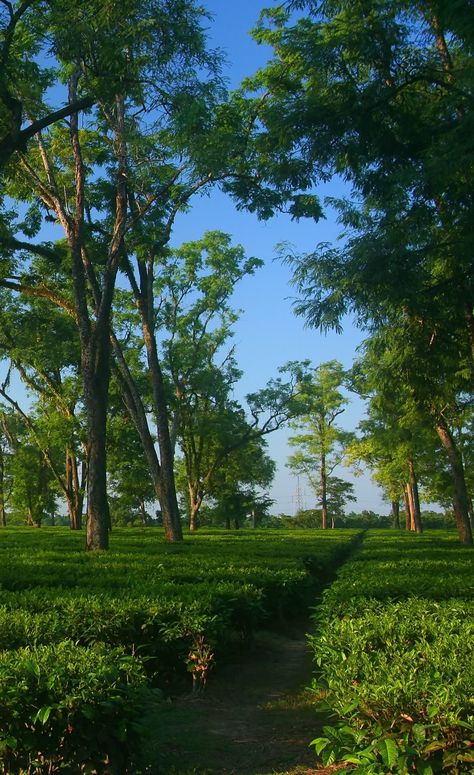 Beautiful tea garden in Assam. Assam Beauty, Assamese Culture, History Of Tea, Weeknd Poster, Tea Gardens, Assam Tea, Tea History, Village Photos, Northeast India