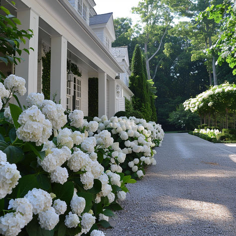 White Hydrangea Lined Driveway. Hydrangeas Driveway, White Hydrangea Front Of House, White House With Hydrangeas, White Hydrangea Landscaping Front Yard, White Hydrangea Landscaping, Hydrangeas In Front Of House, Porch Hydrangeas, Lunar Garden, Hydrangea Hedge