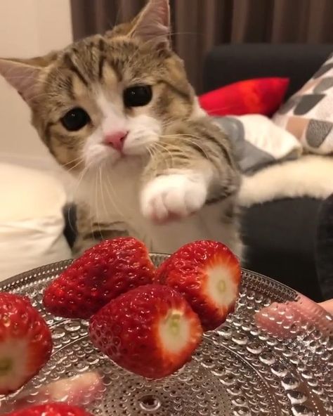 Purfect Cat Crew 🐱 on Instagram: “Aww such a Cutie! 😻 Double Tap if you Love Cats 💗 - Follow @purfectcatcrew for more Catacular Content! 😸 DM us a Picture of your Kitty for…” Cats With Strawberries, Cat And Strawberry, Strawberry Animals, Aesthetic Strawberries, Cat Strawberry, Strawberry Cat, Silly Cats Pictures, Cute Strawberry, Cat Icon