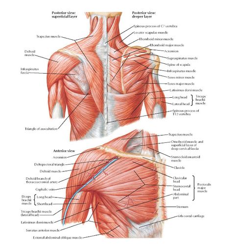 Muscles of Shoulder Anatomy   Spinous process of C7 vertebra, Levator scapulae muscle, Rhomboid minor muscle, Rhomboid major muscle, Acro... Shoulder Blade Muscles, Triceps Brachii Muscle, Anatomi Dan Fisiologi, Neck Muscle Anatomy, Supraspinatus Muscle, Muscular Anatomy, Infraspinatus Muscle, Body Muscle Anatomy, Shoulder Anatomy