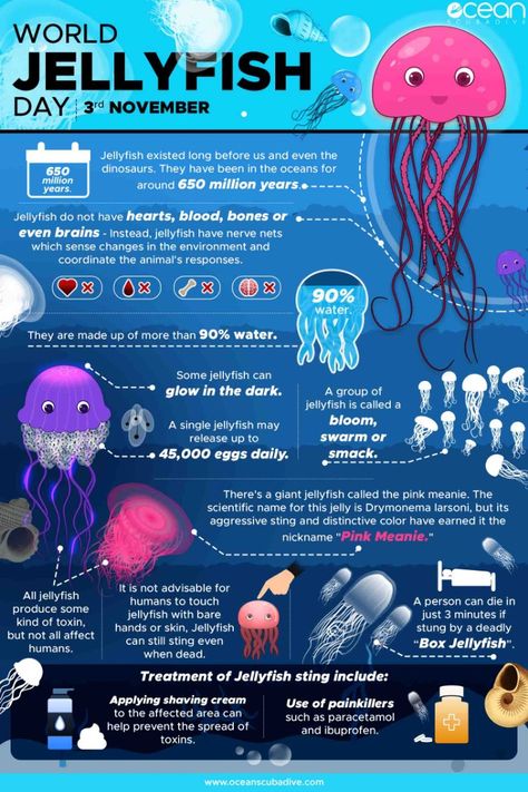 Check out this awesome Jellyfish infographic created by us at Ocean Scuba Dive in aid of our favorite coelenterates - Jellyfish! World Jellyfish Day is celebrated every 3rd November, so to educate everyone about these alien-looking creatures of the blue we put together a list of 10 different types of Jellyfish dedicated to these amazing yet freaky creatures! Jellyfish Infographic, Jellyfish Quotes, Types Of Jellyfish, Jellyfish Species, Jellyfish Facts, Jellyfish Tank, Jellyfish Photography, Jellyfish Drawing, Jellyfish Craft