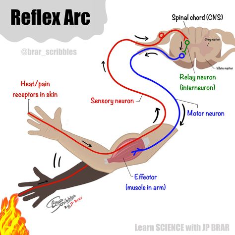 Coordination And Response Biology Notes, Brain Biology, Reflex Arc, What Is Intelligence, Biology Drawing, Brain Diagram, Science Comics, White Matter, High School Survival