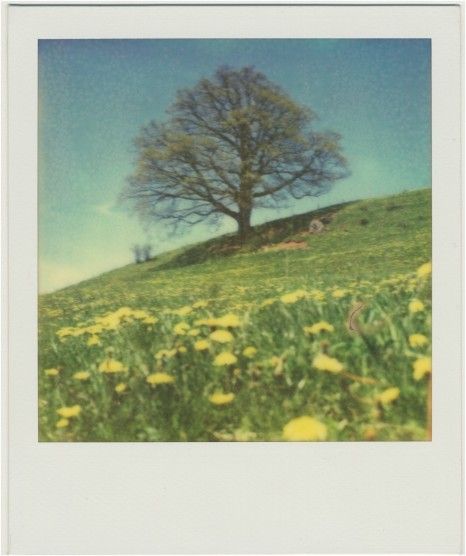 #blue #sky #green #tree #nature #fleur #polaroid Tumblr Polaroid, Photography Landscape Nature, Ideas For Photography, Paintings Tutorials, Polaroid Photography, Photo Polaroid, Sky Green, Instant Photography, Polaroid Pictures