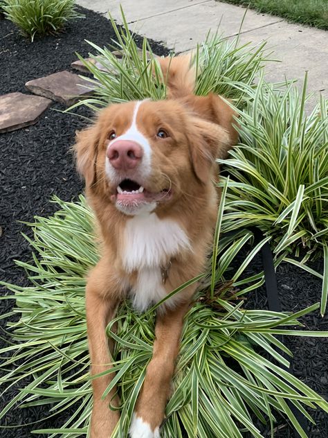 Novia Scotia Duck Tolling Retriever, Ducktoller Retriever, Duck Toller Retriever, Toller Dog, Novia Scotia, Duck Toller, Big Dogs Breeds, Biggest Dog In The World, Top 10 Dog Breeds