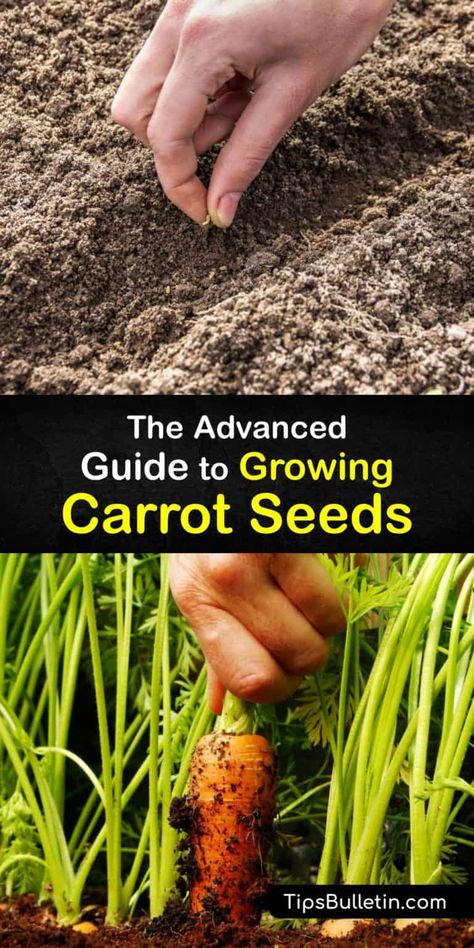 Raised Container Garden, Grow Carrots, How To Plant Carrots, Carrot Smoothie, Growing Carrots, Carrot Cake Cookies, Carrot Cake Cupcakes, Carrot Seeds, Garden Veggies