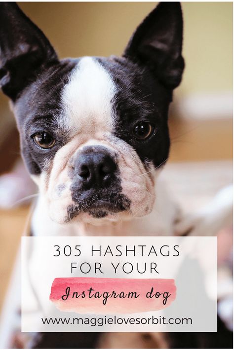 305 hashtags for your instagram dog Dog Hashtags, Hastag Instagram, Puppy Obedience Training, Dog Minding, Positive Dog Training, Instagram Dog, Easiest Dogs To Train, Basic Dog Training, Dog Training Advice