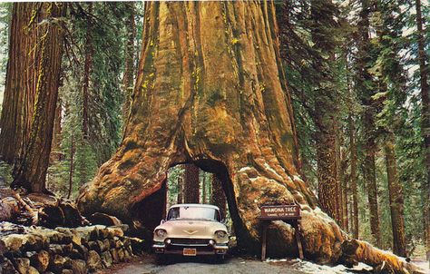 Wawona Tree, Mariposa Grove, Yosemite NP, California by jmlwinder, via Flickr Matka Natura, Best Honeymoon Destinations, Giant Tree, Redwood Tree, Best Honeymoon, Halong Bay, Sequoia National Park, Yosemite National, Yosemite National Park