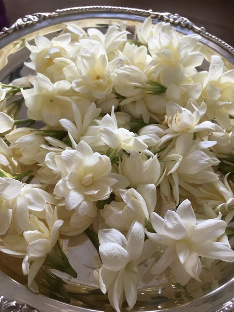 Jasmine Smell, Make Your Home Smell Amazing, Home Decor Websites, White Jasmine, Jasmine Flower, Smell Amazing, Indian Summer, House Smells, Back To Nature