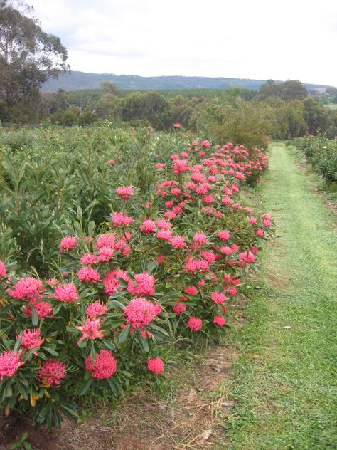 Australian Native Flower Farm, Protea Hedge, Australian Native Hedge, Australia Garden, Front Yard Design Ideas, Waratah Flower, Garden Home Ideas, Yard Design Ideas, Yard Landscape Ideas