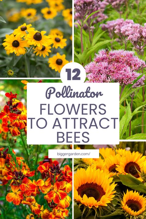 Do bees bypass your garden in favor of others? Click to unveil 12 pollinator-friendly flowers guaranteed to attract honey bees and keep your garden buzzing with activity – plus, follow us for more expert gardening advice. Best Pollinator Flowers, Butterfly And Bee Garden, Pollinator Flowers, Pollinators Garden, Bee Garden Design, Pollinator Habitat, Red Flowers Garden, Bee Attracting Flowers, Bee Yard