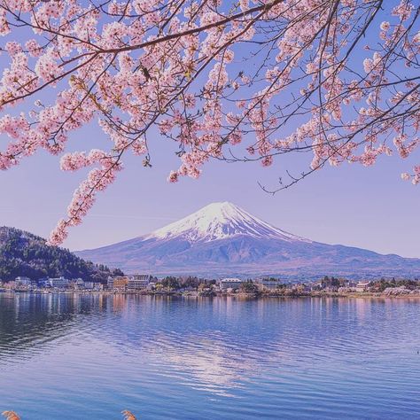 Japan Flowers, Mount Fuji Japan, Japan Cherry Blossom, Cherry Blossom Japan, Japan Photography, Sakura Tree, Natural Background, Mountain Photography, Mount Fuji