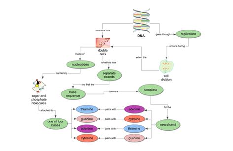 Life Science Concept Map: DNA Structure and Replication Concept Map Nursing, Essay Planning, Concept Mapping, Conceptual Learning, Concept Maps, Essay Writing Examples, College Essay Examples, Essay Plan, Opinion Essay