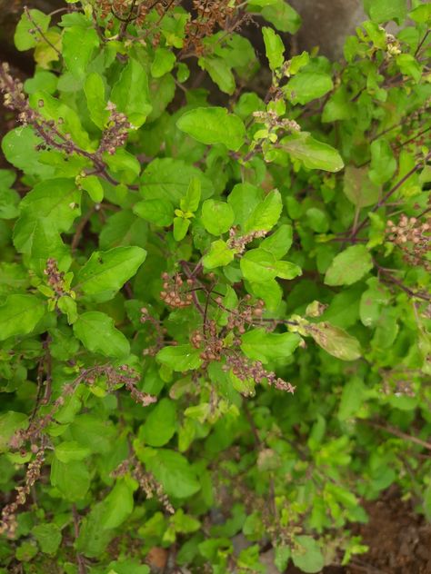 Ocimum tenuiflorum (synonym Ocimum sanctum), commonly known as holy basil or tulsi, is an aroOcimum tenuiflorum (synonym Ocimum sanctum), commonly known as holy basil or tulsi, is an aromatic perennial plant in the family Lamiaceae. It is native to the Indian subcontinent and widespread as a cultivated plant throughout the Southeast Asmatic perennial plant in the family Lamiaceae. It is native to the Indian subcontinent and widespread as a cultivated plant throughout the Southeast Asian tropics. Ocimum Tenuiflorum, Tulsi Plant, Indian Subcontinent, Holy Basil, Southeast Asian, Flower Prints Art, Prints Art, Perennial Plants, Fruits And Vegetables