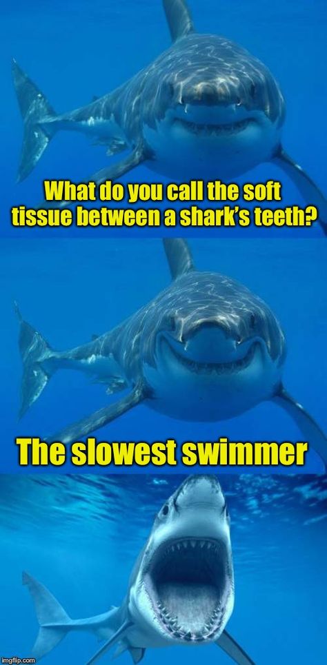 Bad Shark Pun Shark Week Memes, Shark Jokes, Shark Quotes, Shark Meme, Shark Puns, Fishing Jokes, Shark Facts, Shark Pictures, Sharks Funny