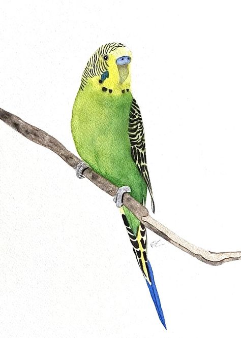 Parakeet Watercolor, Parakeet Drawing, Budgie Drawing, Bird Art Diy, Parakeet Painting, Budgie Painting, Parakeet Art, Bird Watercolor Art, Scratchboard Art