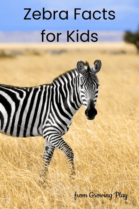 Zebra Diorama Project, Zebra Activities, Catahoula Leopard Dog Facts, Beagle Dog Facts, Dog Facts Interesting, Zebra Craft, Boxer Dogs Facts, Weekly Activities, Plains Zebra