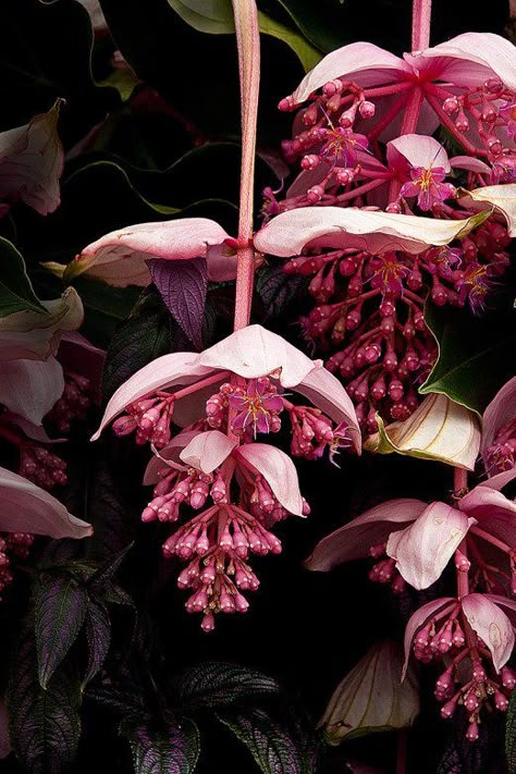 Flowers In The Philippines, Medinilla Magnifica, Pink Lantern, The Most Beautiful Flowers, Orchid Plant Care, Asian Flowers, New York Botanical Garden, Plants Ideas, Native Flowers