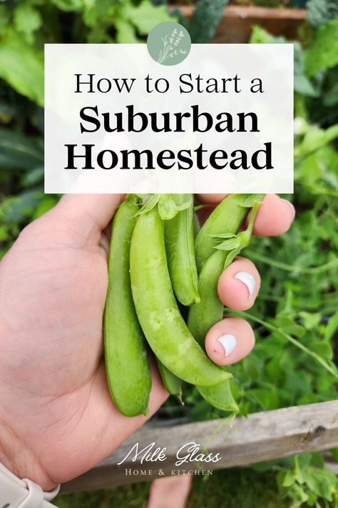 Are you dreaming of life in the country but are stuck in town? Try your hand at apartment or suburban homesteading! It'll help you reduce your waste, live more self-sufficiently, and learn old-fashioned skills at the same time.rn Suburban Gardening, Apartment Homesteading, Homesteading For Beginners, Suburban Homesteading, Suburban Homestead, Urban Homesteading, Breakfast Drink, Glass Home, Unprocessed Food