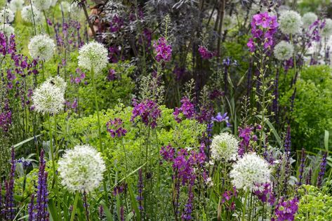 Allium Garden, Allium Flowers, Beginners Landscaping, Cottage Garden Plants, British Garden, Wildflower Garden, Pink Garden, Plant Combinations, Companion Planting