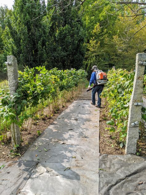 Raspberry Patch Trellis, Raspberry Bush Supports, How To Contain Raspberry Bushes, How To Plant Raspberries Bushes, Raspberry Patch Design, Raspberry Planter Ideas, Backyard Berry Patch, How To Prune Raspberry Bushes, Raspberry Patch Ideas