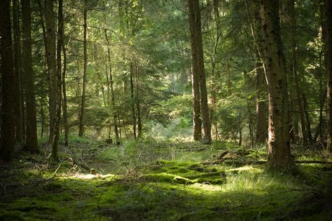 Forest Aesthetic Horizontal, Forest Clearing Aesthetic, Cherry Moodboard, Forest Horizontal, The Snow Child, Forest Sunrise, Camera Logos Design, Forest Of Dean, Park Forest