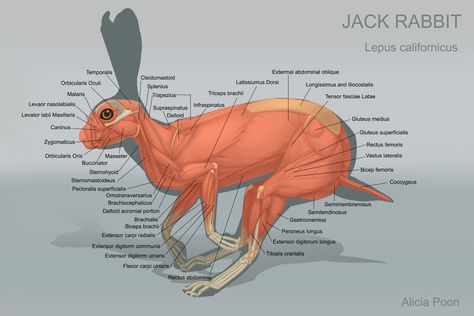 Rabbit Muscle Anatomy, Rabbit Anatomy Drawing, Hare Anatomy, Rabbit Anatomy, Anatomy Muscles, Animal Studies, Vet Medicine, Rabbit Drawing, Animal Skeletons