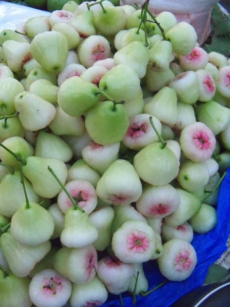 Rose apple | sweet, rose scented fruit. rich in pectins and slightly acidic, good in jellies or marmelades. The flowers are also edible. Jamaican Fruits, Jambu Air, Rose Apple, Strange Fruit, Apple Roses, Fruit Photography, Different Fruits, Beautiful Fruits, Bountiful Harvest