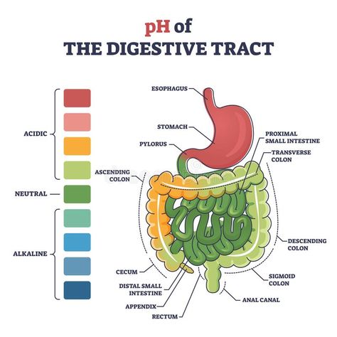 PH of digestive tract with acidic, neutral or alkaline colors outline diagram. Labeled educational gastronomical organs acid concentration comparison with vector illustration Stomach Organ, Digestive System Diagram, Organ Anatomy, Sigmoid Colon, Teaching Chemistry, Nursing School Survival, Digestive Tract, Working Mom Tips, Menstrual Health