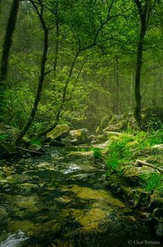 Silent Woods Walk In The Woods, Magical Places, Enchanted Forest, Pretty Places, Lush Green, Belle Photo, Nature Pictures, Nature Beauty, Beautiful World