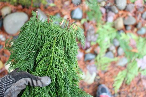 cedar branches Cedar Garland, Tree Branch Decor, Dry Branch, Cedar Trees, Branch Decor, Christmas Greenery, Diy Life Hacks, Holly Jolly, Christmas Garland