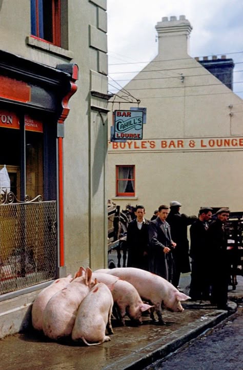 vintage everyday: Pictures of Ireland in 1954 Inge Morath, Vintage Ireland, Ireland Pictures, Ireland History, Images Of Ireland, Ancient Ireland, Kerry Ireland, Irish Eyes Are Smiling, Erin Go Bragh