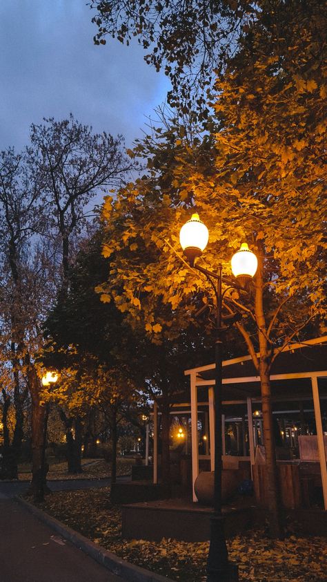 Evening, trees, streetlight Autumn Night Wallpaper, Autumn Night Aesthetic, Sunset Reference, Aesthetic Autumn Wallpapers, Cold Background, Autumn Wallpaper Hd, Weather Wallpaper, Fall Sunset, Evening View