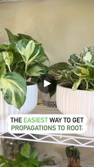 Pothos Propagation, Golden Pothos, The Vessel, Plant Growing, Variegated Plants, Into The Water, Root Growth, House Plant Care, Growth Hormone