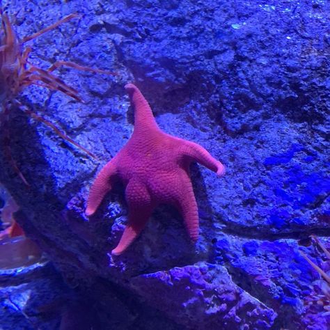 Someone Finds A Patrick-Lookalike Starfish At An Aquarium, Inspires A Funny PS Battle (20 Pics) | Bored Panda Blurst Images, Funny Ocean Animals, Grave Yard, Koci Humor, Funny Random, Animal Funny, Spongebob Memes, Random Memes, 웃긴 사진