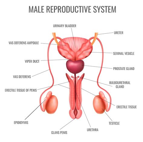 Lower Blood Sugar Quickly, Male Reproductive System, Reading Summary, Biology Facts, Female Reproductive System, Male Fertility, Human Body Anatomy, Fat Belly, Reproductive System