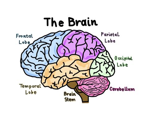 Created on goodnotes brain diagram brain lobes The Human Brain Anatomy, Regions Of The Brain, Brain Anchor Chart, Brain Pictures Image, Anatomy Of Brain Drawing, Real Brain Pictures, Brain Parts Drawing, Human Brain Drawing Anatomy, Brain Labelled Diagram