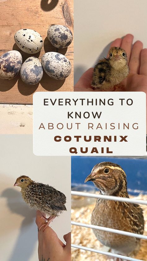 Are you stuck at starting raising some quails on your homestead? Don’t hesitate anymore!! #hobbyfarm #farmlife #homestead #homesteading #quail #raisingquails #countryhumans #learning #tipsandtricks #save #money #savemoney #savemoneytips Quail Run Ideas, Quail Hutch Diy, Raising Quail For Eggs, Diy Quail Coop, Quail Coop Ideas Diy, Quail Care, Keeping Quail, Backyard Quail, Quail Hutch