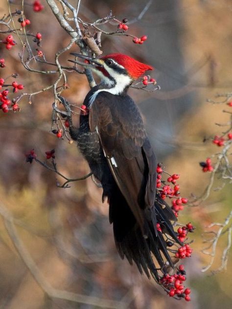 pileated woodpecker | Pileated Woodpecker Pilated Woodpecker, Woodpecker Art, Birds Pet, Pileated Woodpecker, Lighting Landscape, Common Birds, Kinds Of Birds, Landscape Garden, Funny Birds