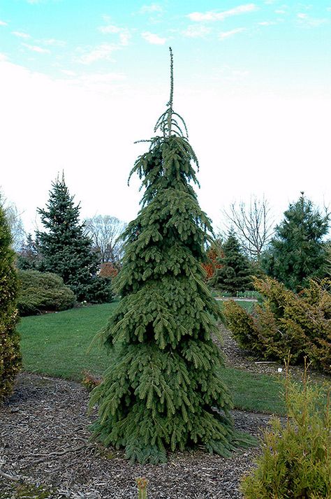 Weeping White Spruce, Picea Glauca, Evergreen Landscape, Conifers Garden, Landscaping On A Hill, White Spruce, Evergreen Trees, House Landscape, Garden Trees