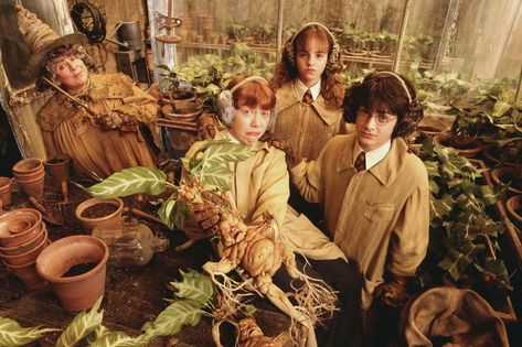 Mandrakes in Herbology | Studying Mandrakes in Herbology Cla… | Flickr Harry Potter Plants, Harry Potter Mandrake, Film Harry Potter, Cumpleaños Harry Potter, Buku Harry Potter, Theme Harry Potter, Potter Facts, Chamber Of Secrets, Harry Potter Facts