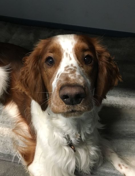 Welsh Springer Spaniel 1 year old Irish Springer Spaniel, Welsh Spaniel, Welsh Springer Spaniel Puppies, Welsh Springer Spaniel, Akc Breeds, Brittany Spaniel, Pets 3, Cute Animals Images, Spaniel Dog