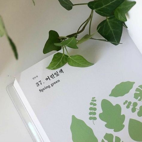 Mint Aesthetic, Mint Green Aesthetic, Green Pictures, Green Theme, Korean Aesthetic, Foto Ideas Instagram, Aesthetic Colors, Green Life, Plant Mom