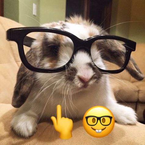 Bunny With Glasses, Um Actually, Silly Rabbit, Cute Bunny Pictures, Animal World, Pet Bunny, Bunny Pictures, Into The Wild