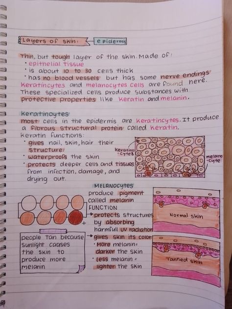 4.1 Integumentary, Skeletal, and Muscular System-Layers Of Skin (Epidermis)- collegeplanner #plannerstickers🌿.


Source by porvida_aa Biology Skin Notes, Notes For Medical Terminology, Skin Notes Anatomy, Skin Anatomy Notes, Dermatology Study Notes, Dermatology Notes, Integumentary System Notes, Cosmetology Notes, Skin Diagram