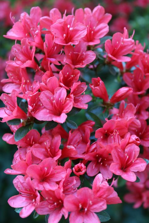 Azalea Japonica Azalea Japonica, Flowers Market, Pink Trees, Floral Photography, Spring Fling, Flower Phone Wallpaper, Exotic Flowers, Flower Images, Spring Season