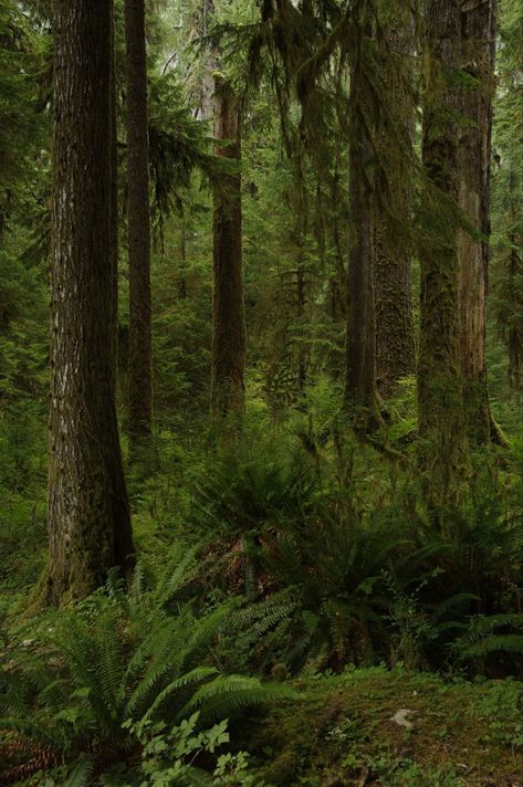 Thick Forest Aesthetic, Thick Forest, 숲 사진, Forest Hill, Forest Path, Tall Trees, Forest Photography, Deep Forest, Tree Forest