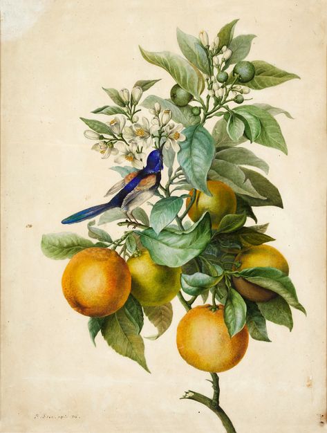 Pancrace Bessa Paris 1772 - 1835 Ecouen A branch of Orange Blossom, with a Bee-Eater Watercolour; signed and dated in pen and brown ink, lower left: P. Bessa. Paris.1816 John Edwards, Blossom Tattoo, Orange Tree, Tree Illustration, Tree Drawing, Floral Prints Art, Tree Tattoo, Botanical Drawings, Flower Illustration