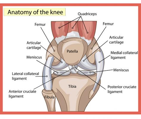 Cracking Knees, Anatomy Of The Knee, Meniscus Surgery, Joints Anatomy, Knee Strengthening Exercises, Anterior Cruciate Ligament, How To Strengthen Knees, Knee Pain Exercises, Ligament Tear